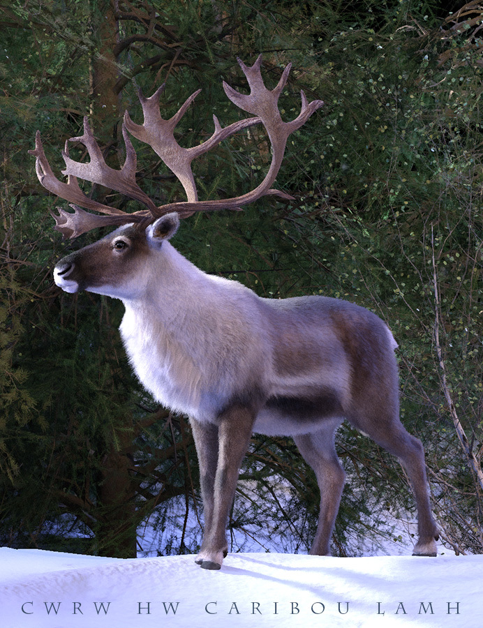 CWRW LAMH: HW Mule Deer & HW Caribou Presets by N/A
