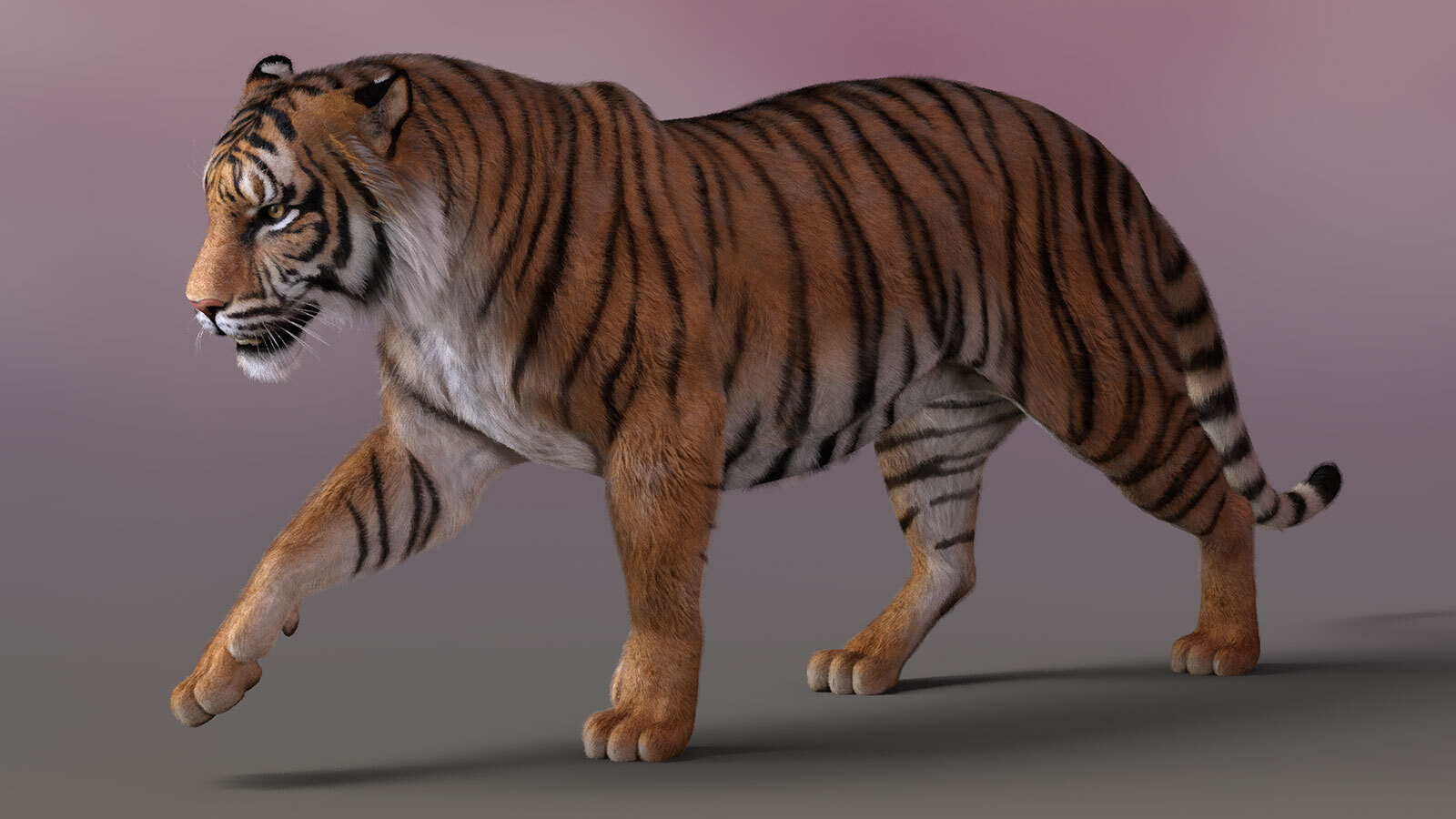 CWRW LAMH: Tiger & Cougar Presets by N/A