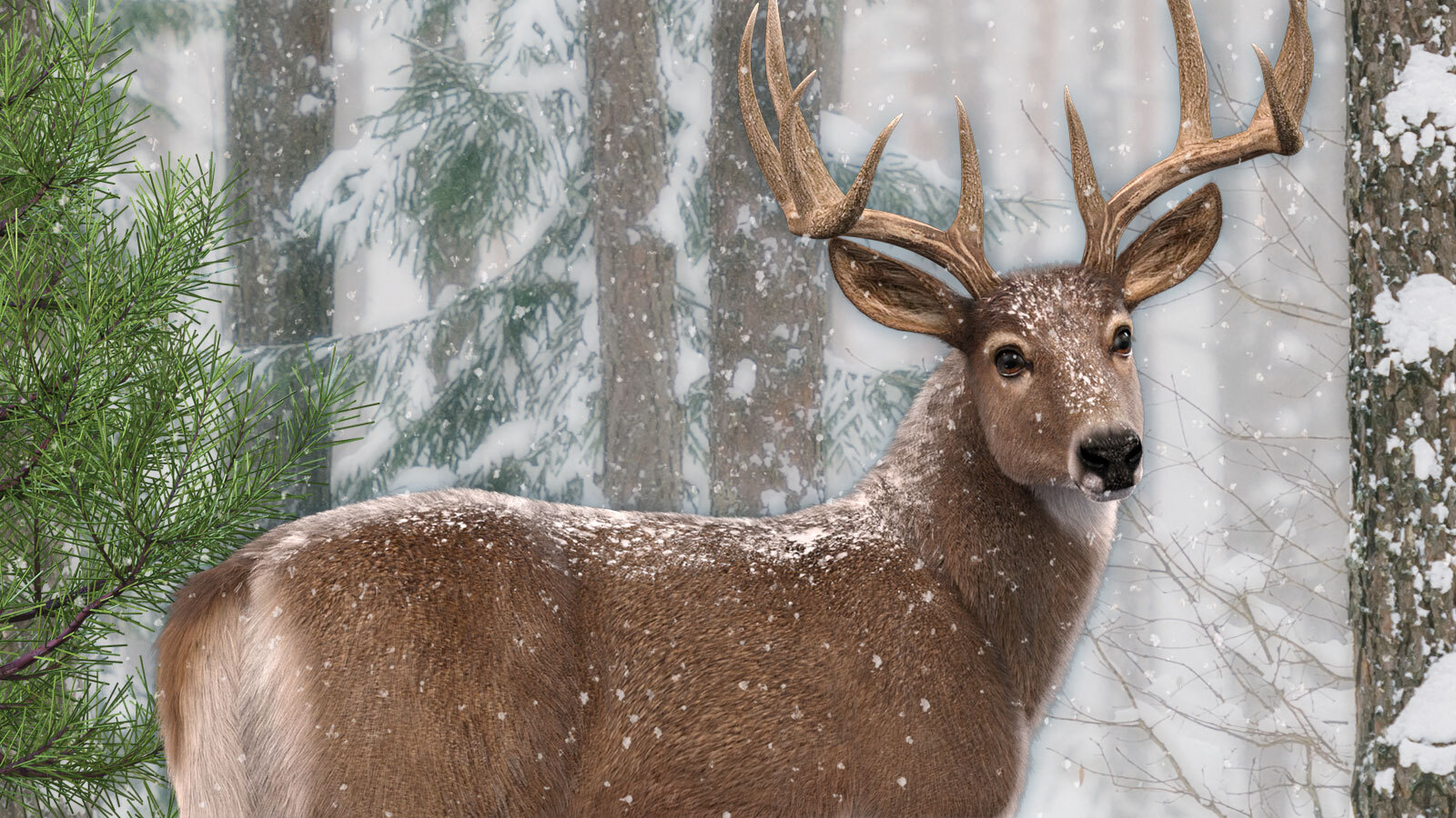 CWRW LAMH: Red Stag and Whitetail Deer Presets by N/A