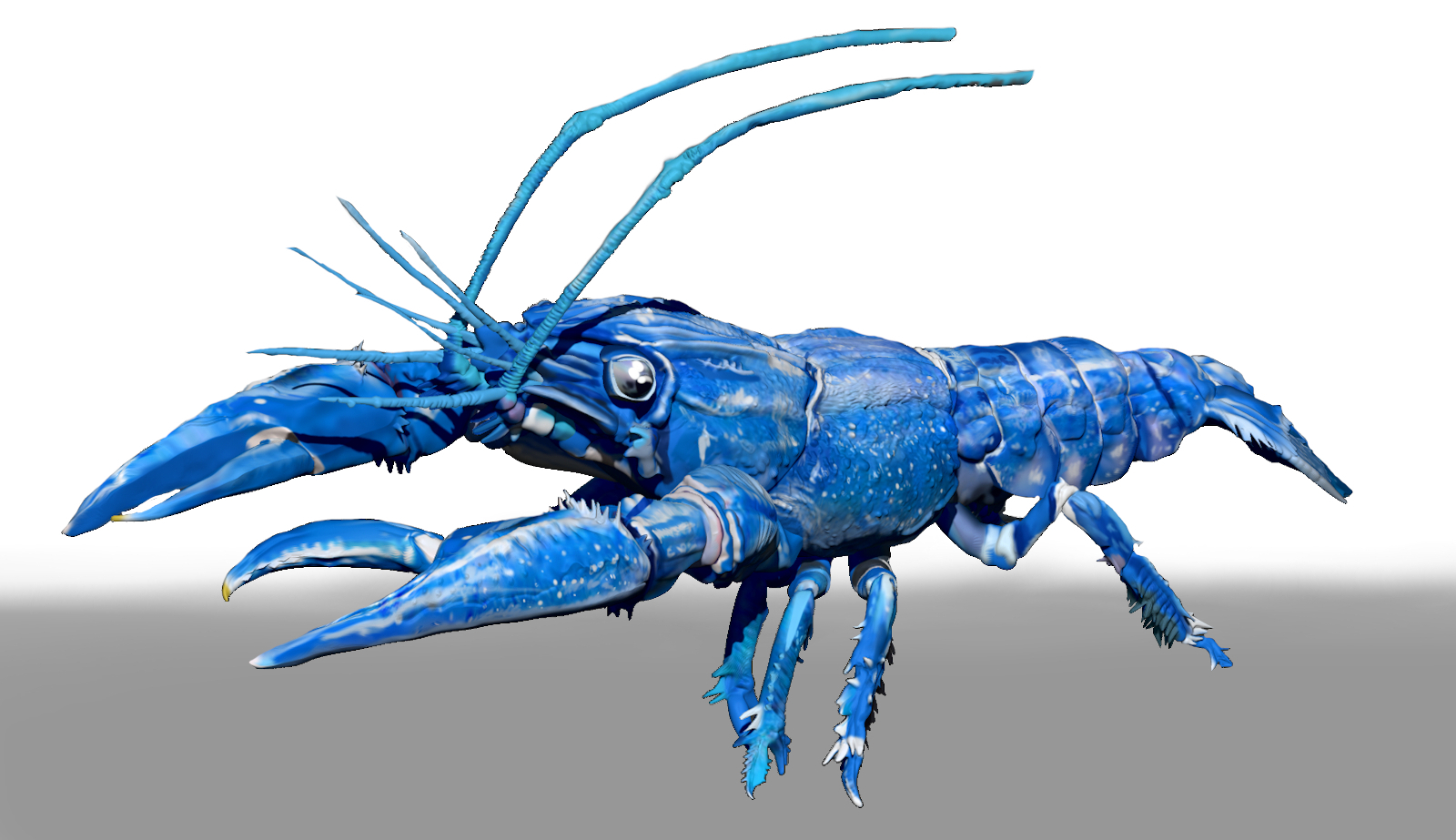 Blue Crawfish ZBrush ZTL Sculpt and Polypaint by N/A