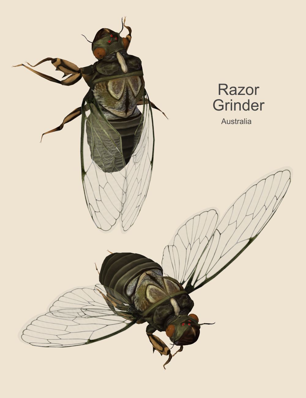 Nature's Wonders Cicadas of the World by N/A