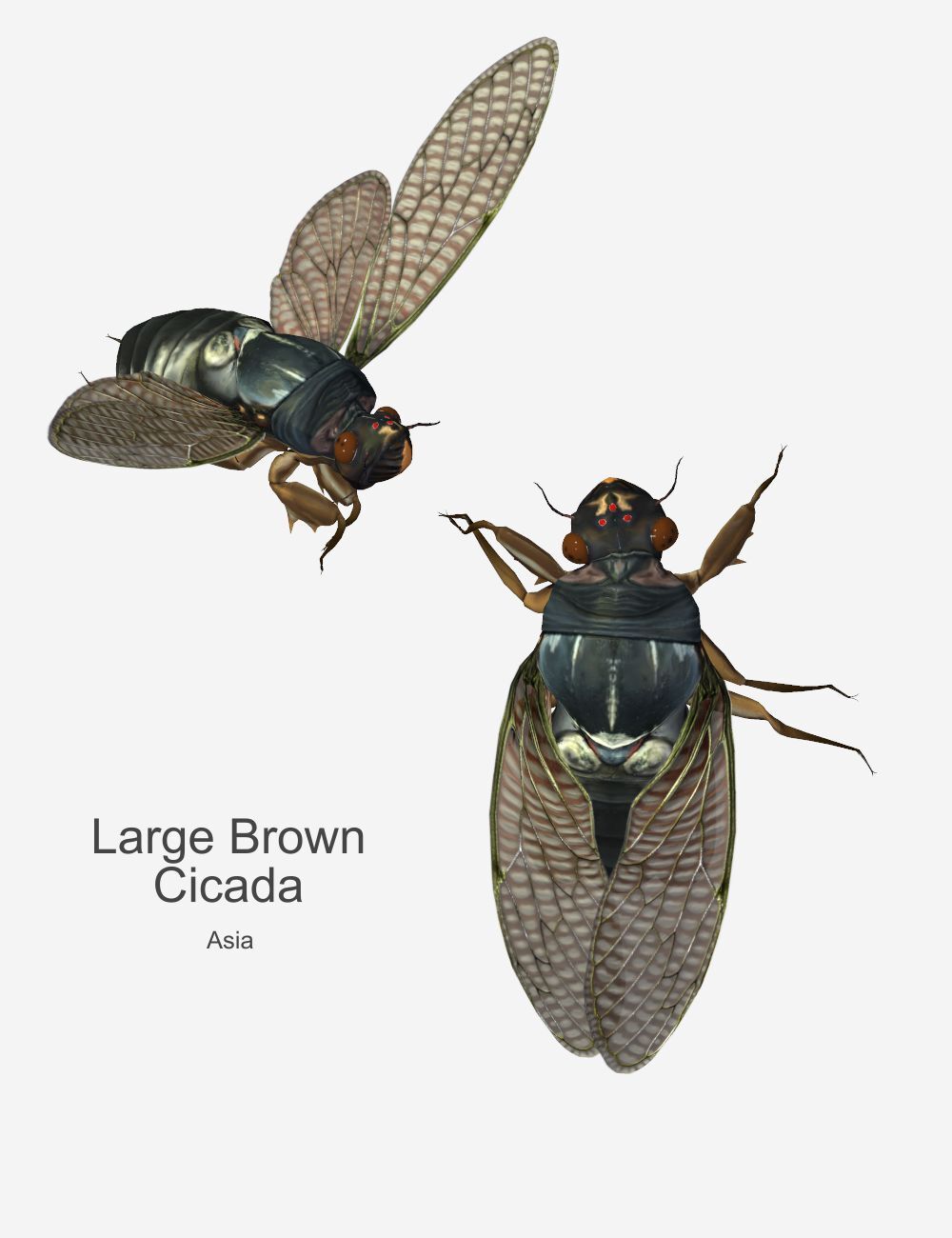 Nature's Wonders Cicadas of the World by N/A