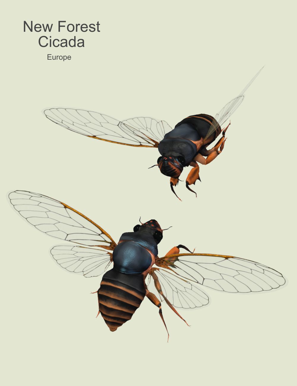 Nature's Wonders Cicadas of the World by N/A