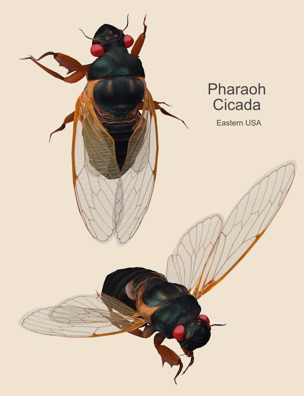 Nature's Wonders Cicadas of the World by N/A