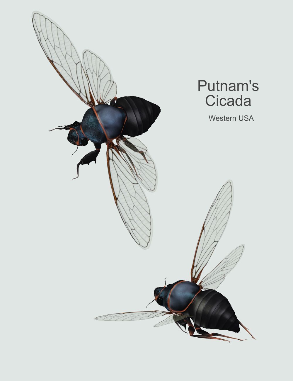 Nature's Wonders Cicadas of the World by N/A