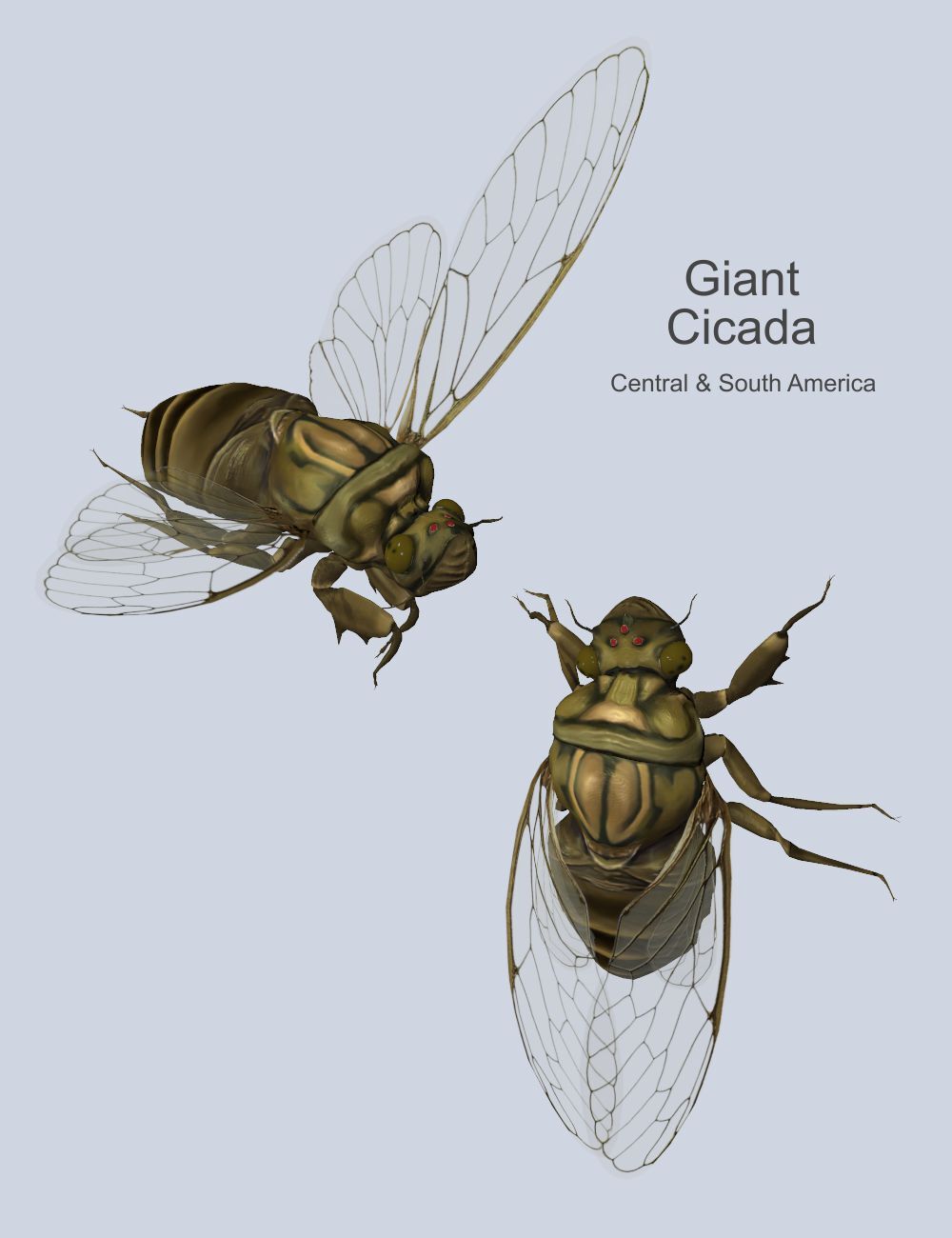 Nature's Wonders Cicadas of the World by N/A