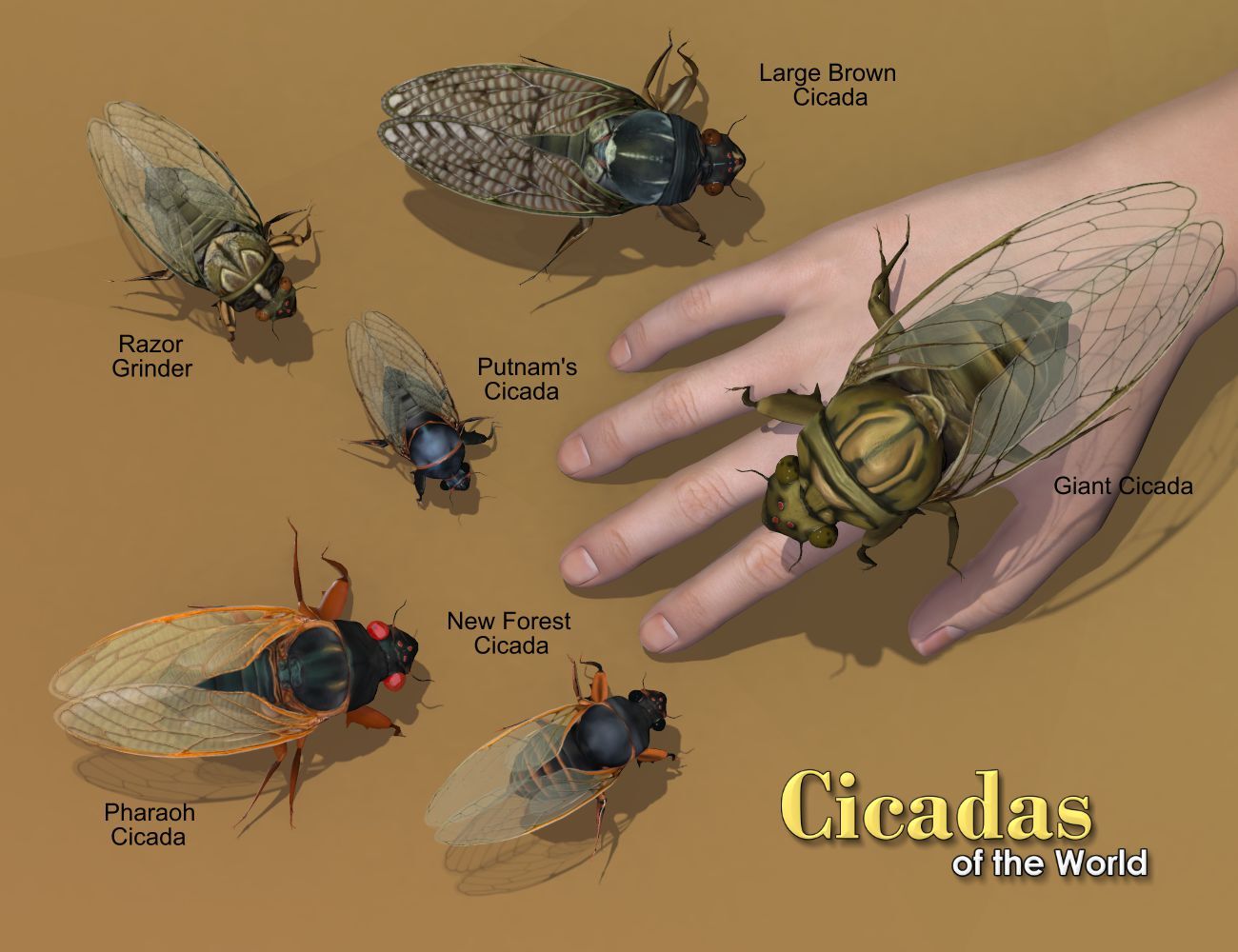 Nature's Wonders Cicadas of the World by N/A