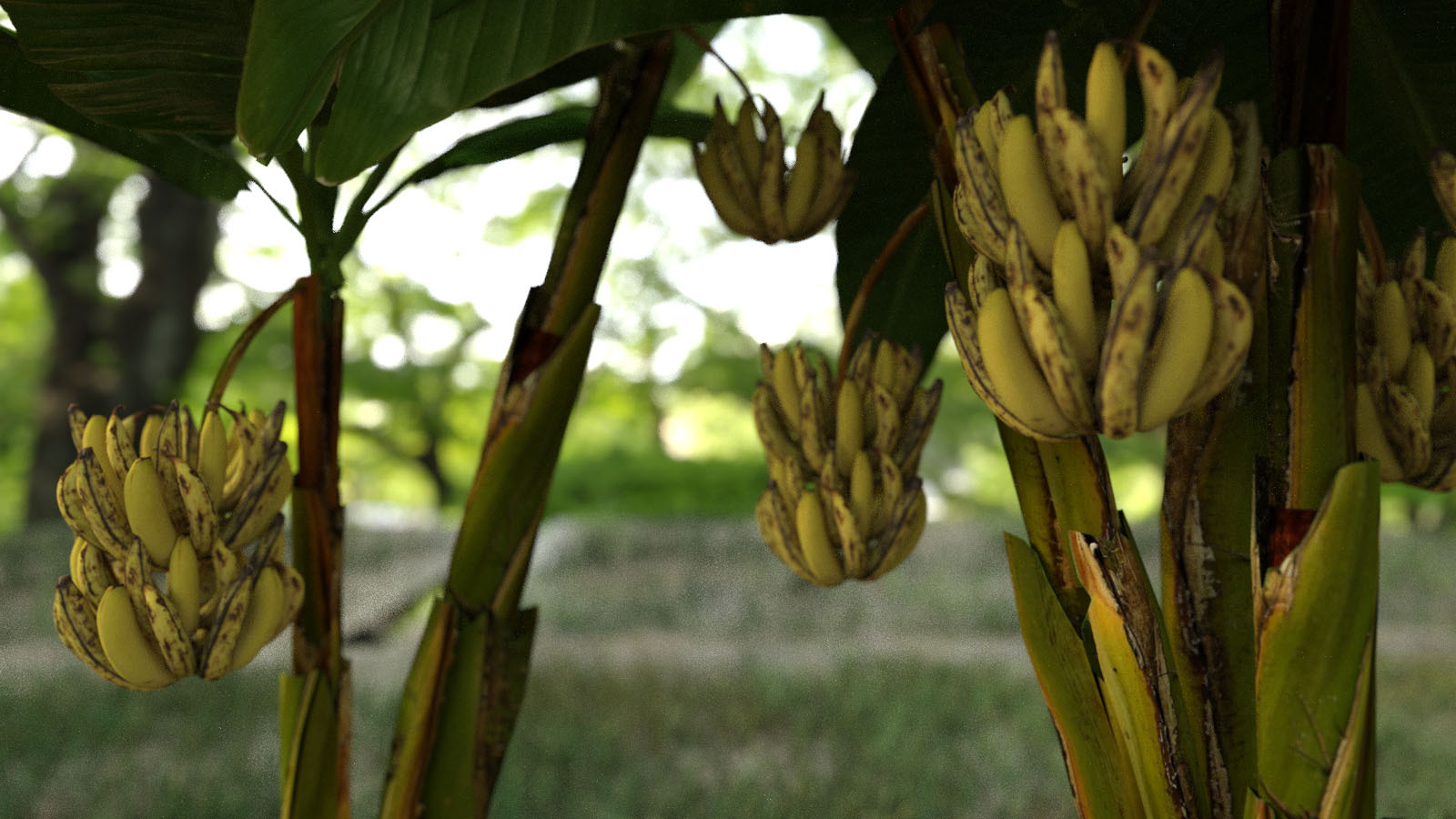 Photo Props: Banana Tree Collection by N/A