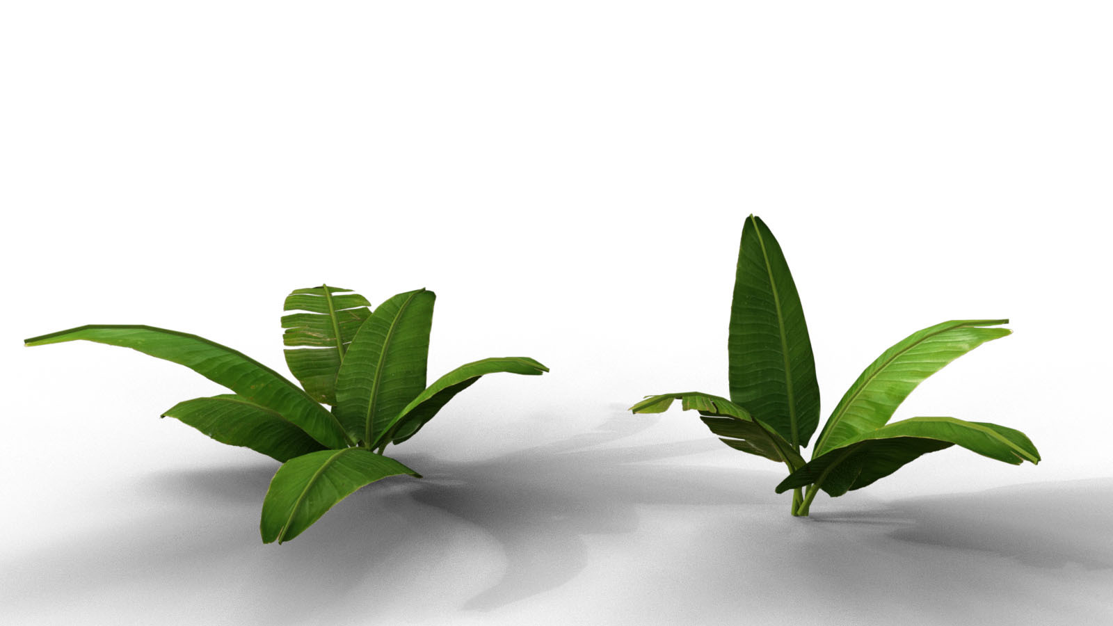 Photo Props: Banana Tree Collection by N/A