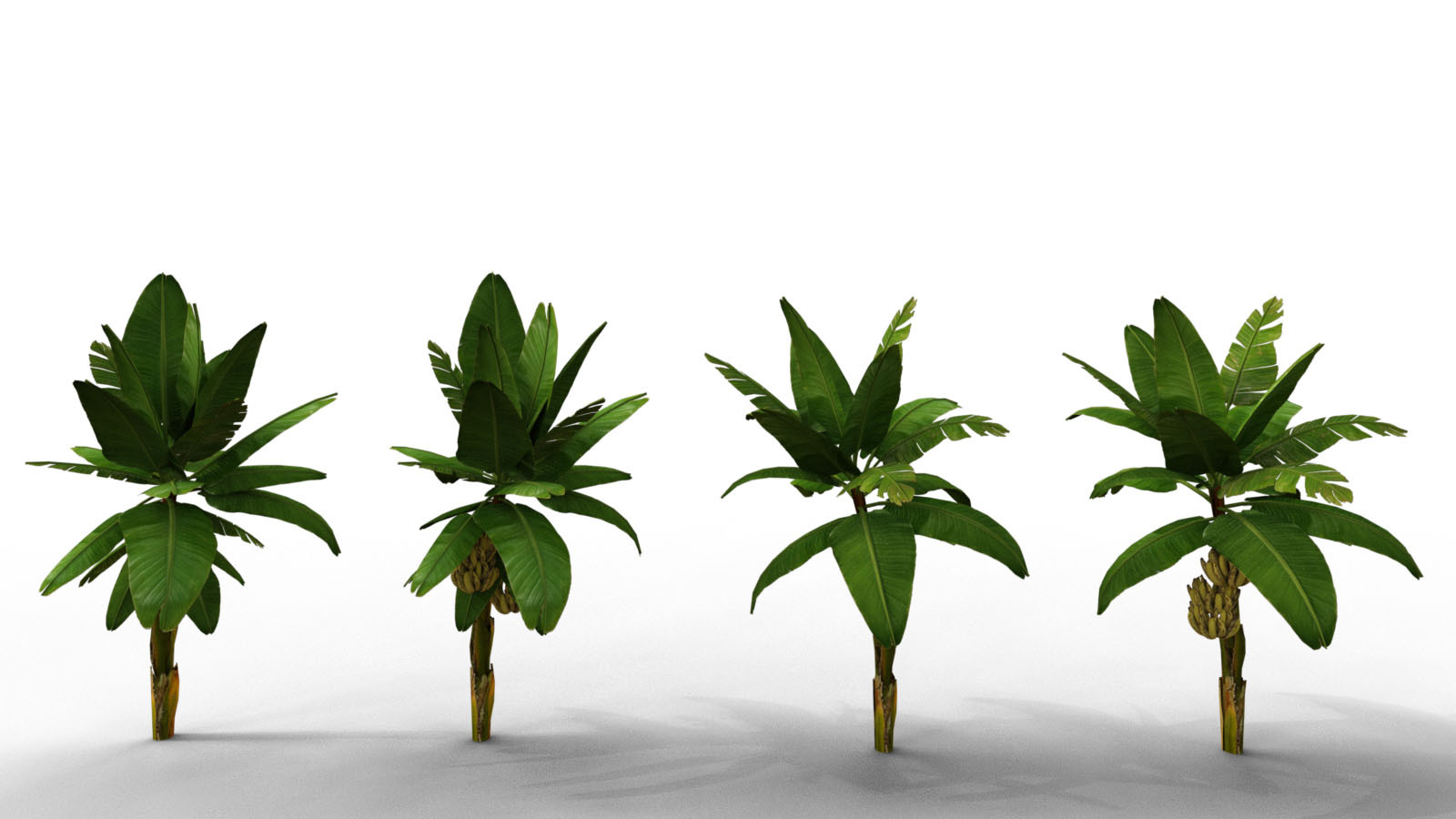 Photo Props: Banana Tree Collection by N/A