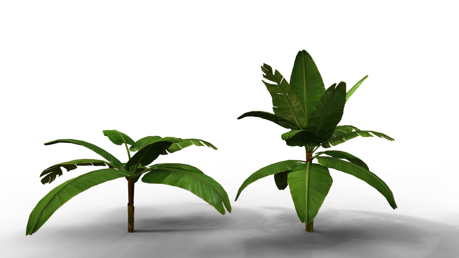 Photo Props: Banana Tree Collection by N/A