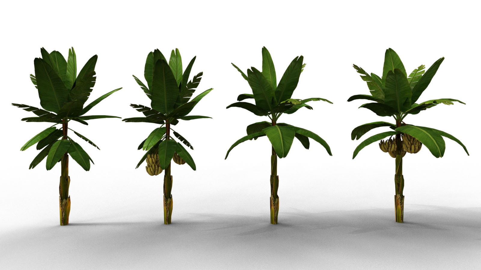 Photo Props: Banana Tree Collection by N/A