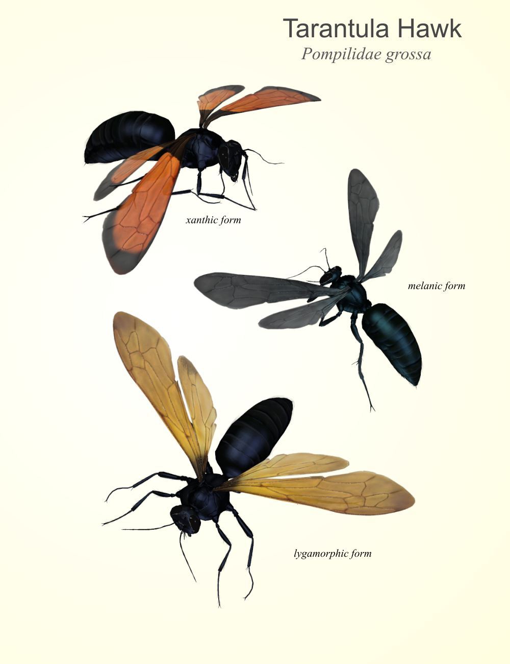 Nature's Wonders Bees of the World Vol. 2 by N/A