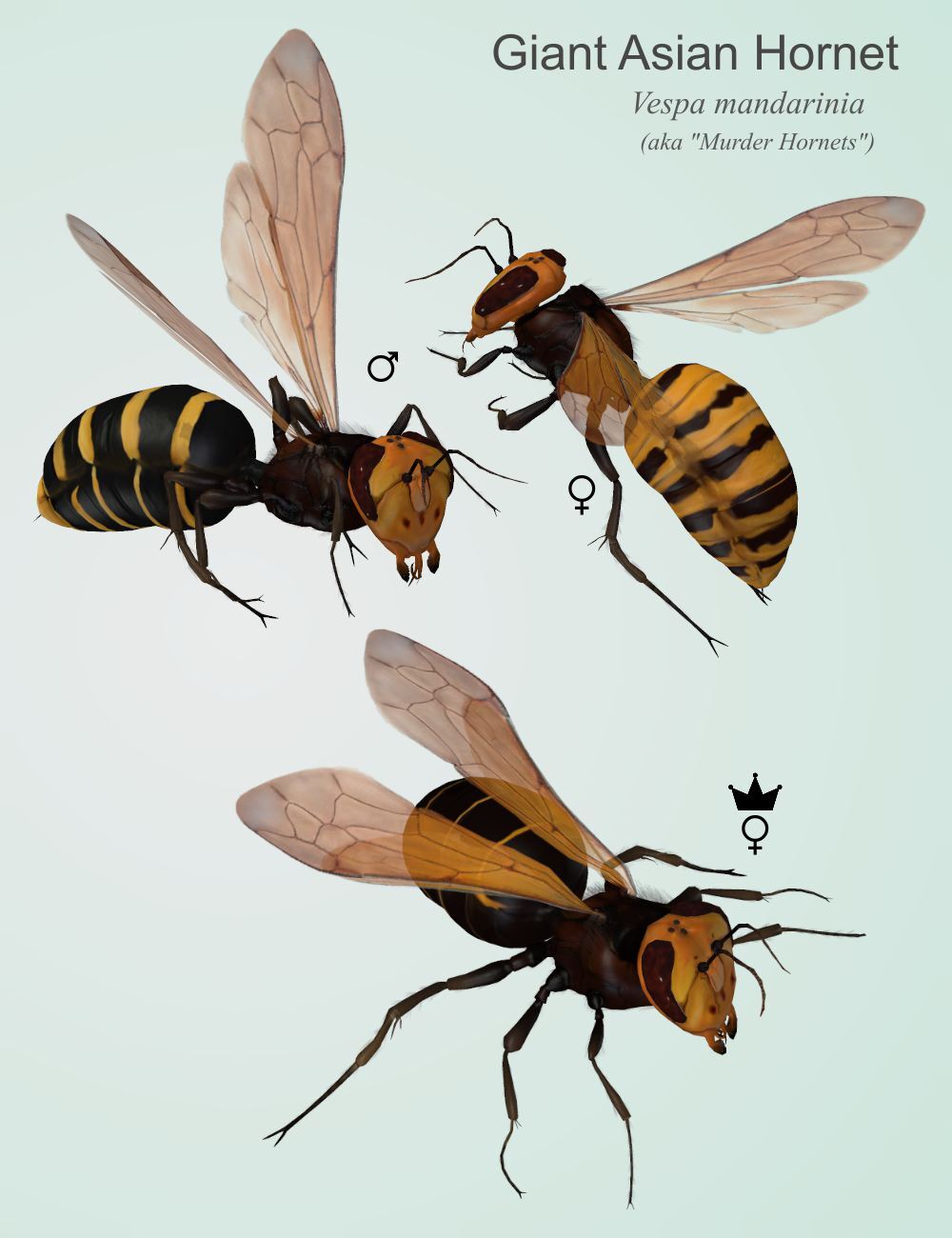 Nature's Wonders Bees of the World Vol. 2 by N/A