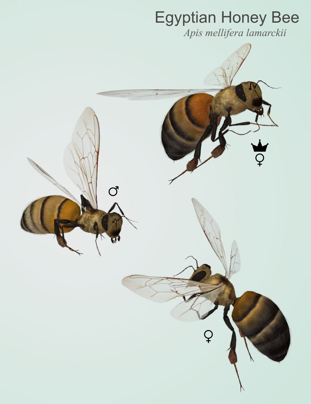 Nature's Wonders Bees of the World Vol. 2 by N/A