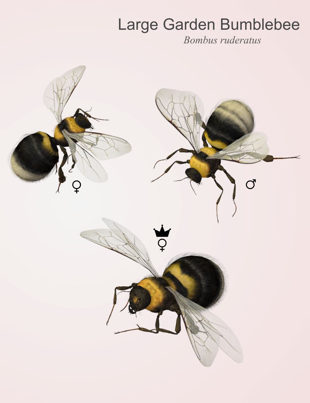 Nature's Wonders Bees of the World Vol. 2 by N/A