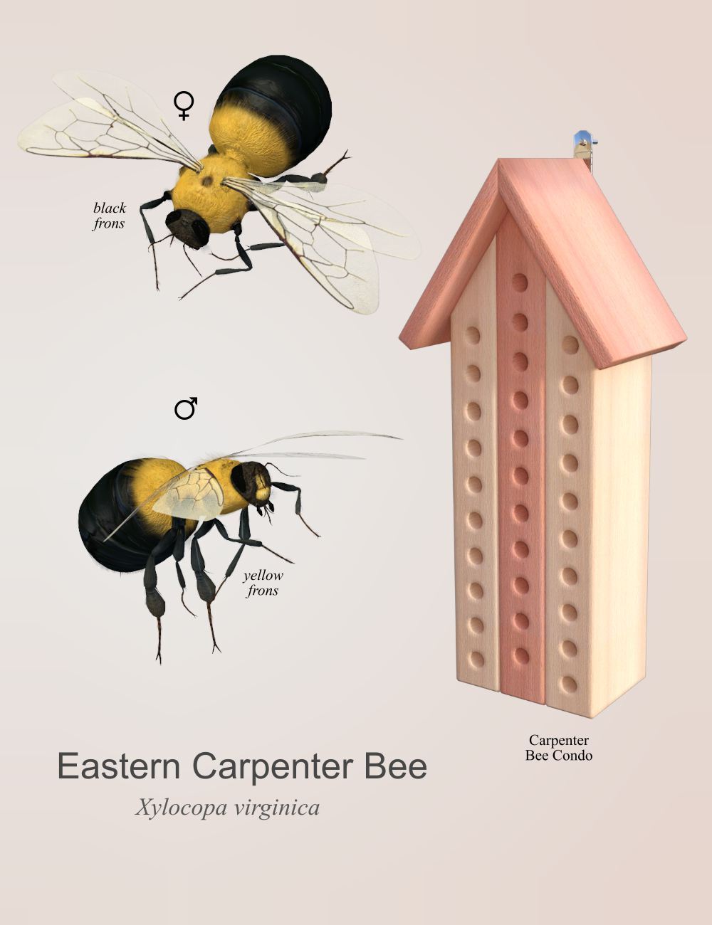 Nature's Wonders Bees of the World Vol. 2 by N/A