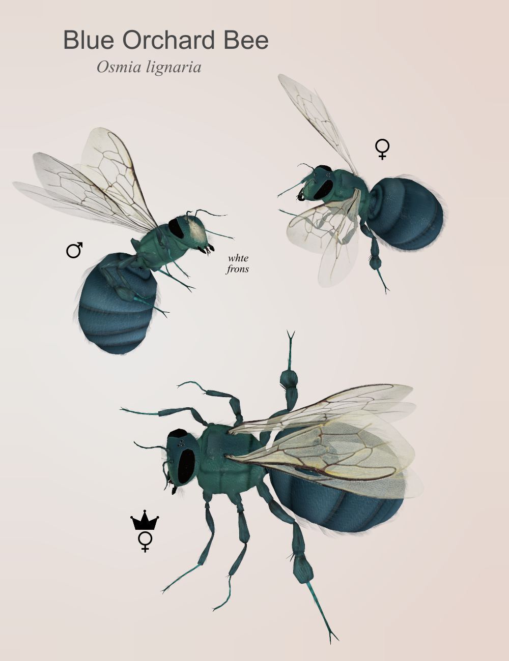 Nature's Wonders Bees of the World Vol. 2 by N/A