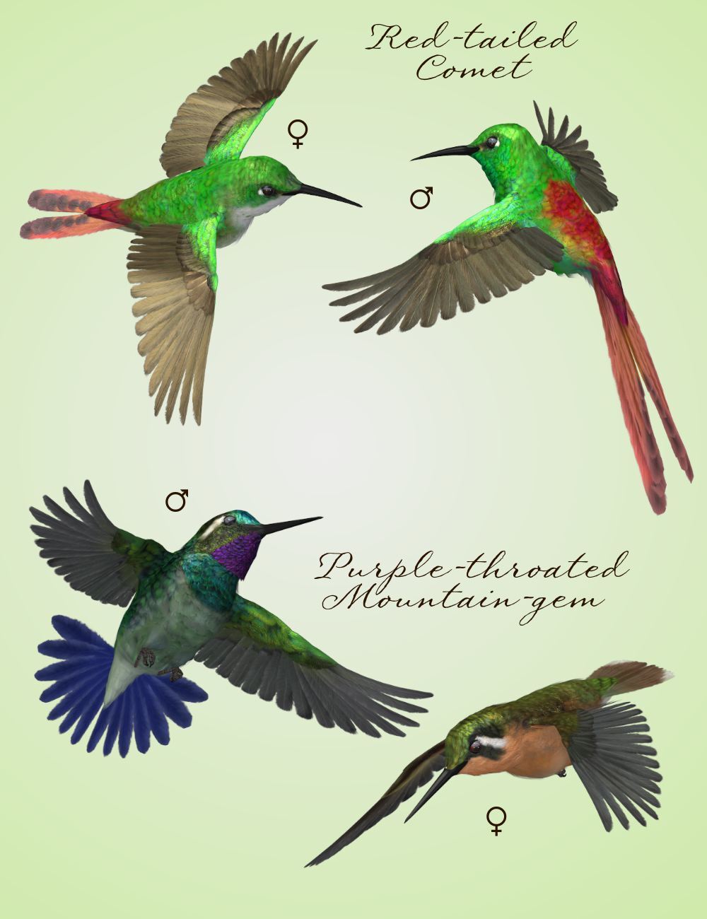 Songbird ReMix Hummingbirds v3 by N/A