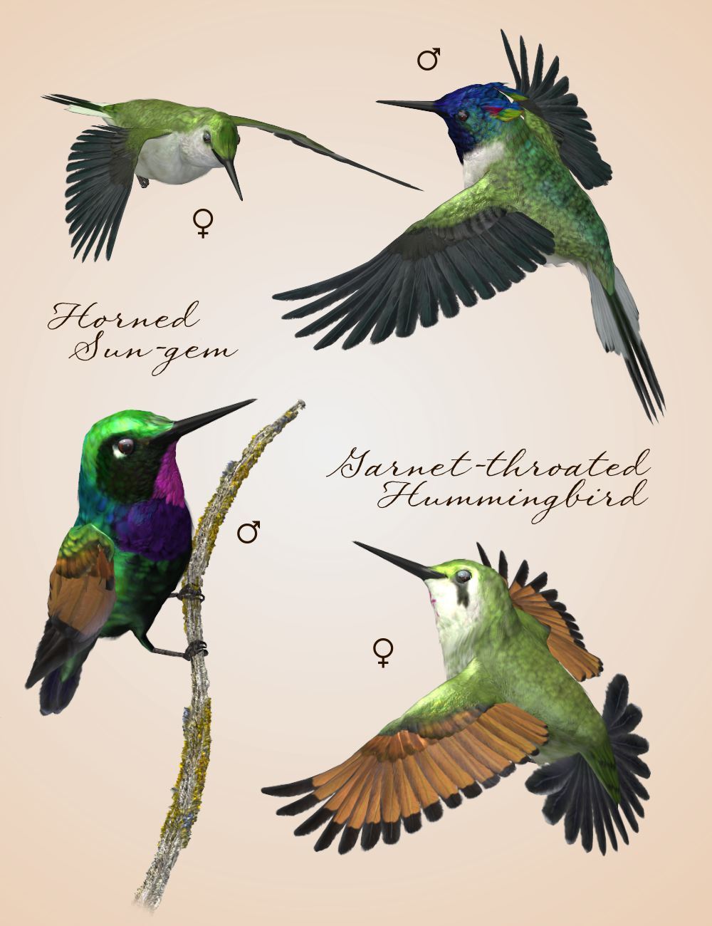 Songbird ReMix Hummingbirds v3 by N/A