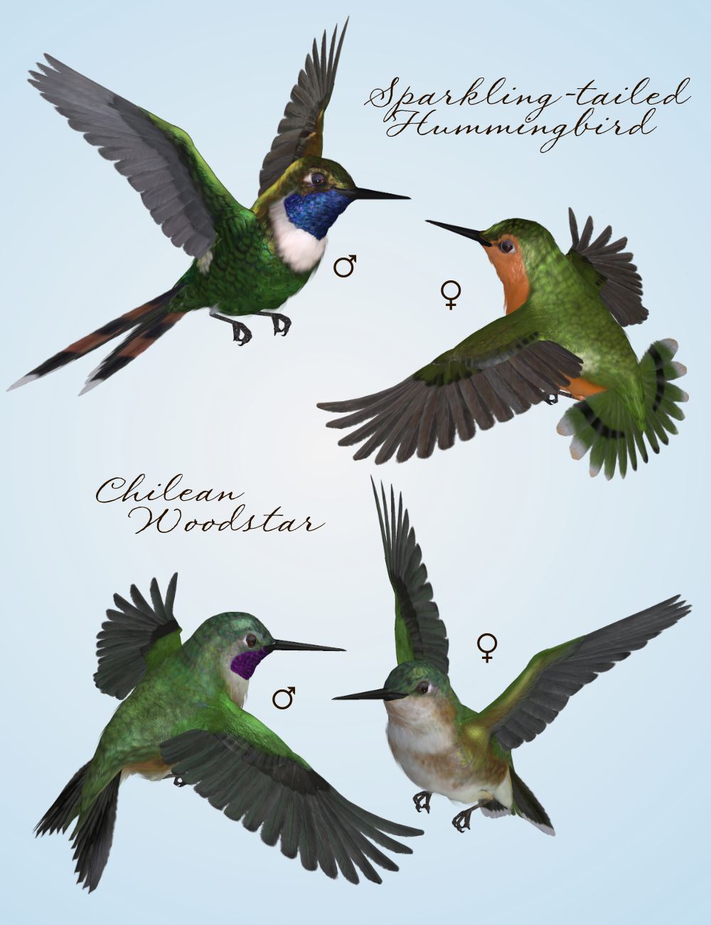 Songbird ReMix Hummingbirds v3 by N/A