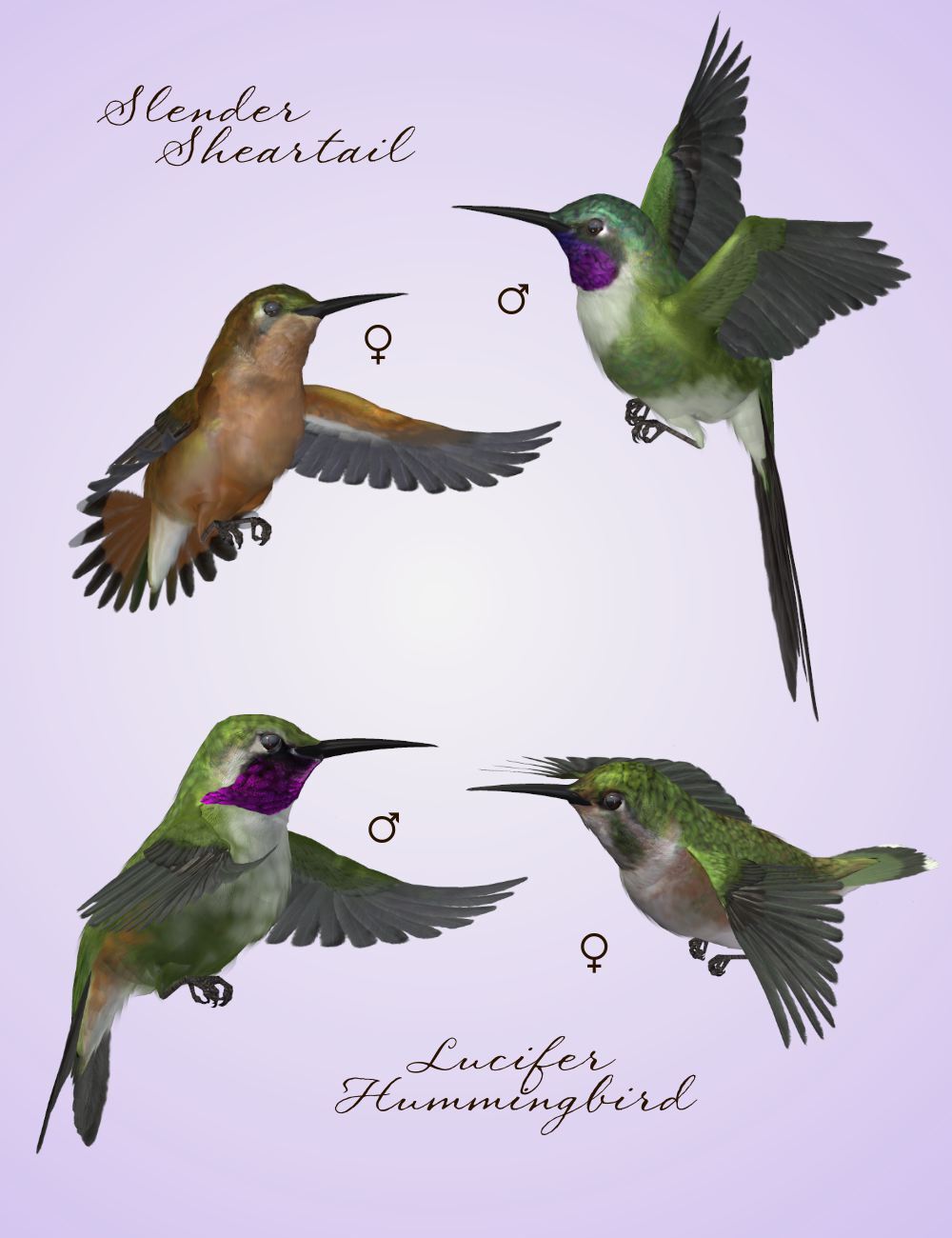 Songbird ReMix Hummingbirds v3 by N/A
