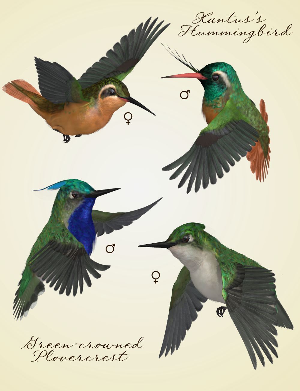 Songbird ReMix Hummingbirds v3 by N/A