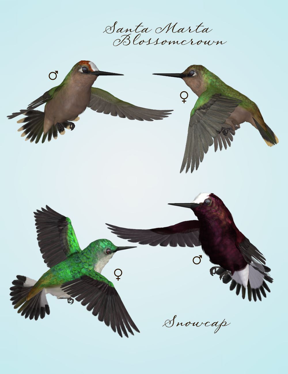 Songbird ReMix Hummingbirds v3 by N/A
