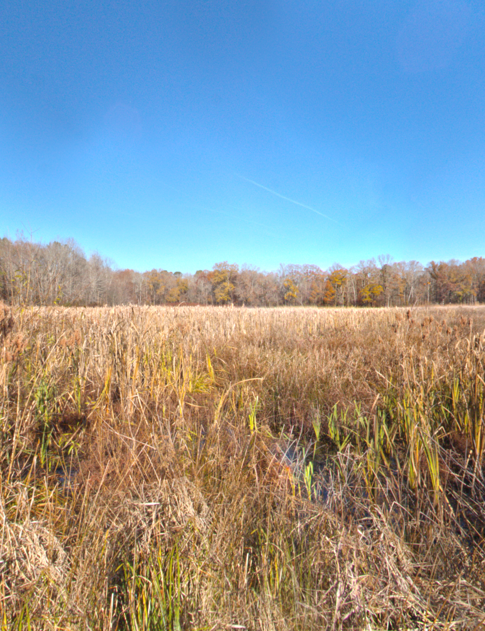 Edge Of The Marsh HDRI by N/A