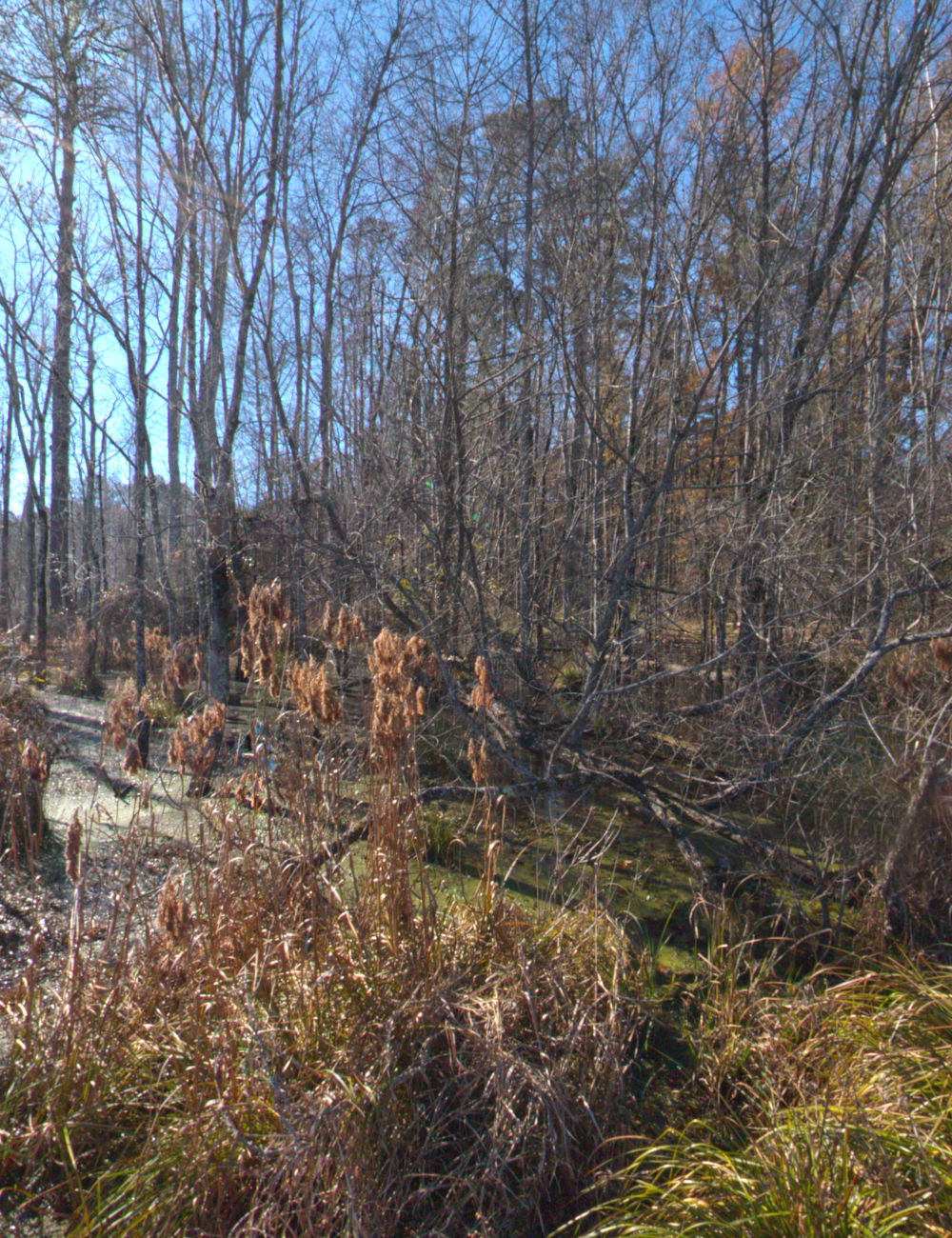 Edge Of The Marsh HDRI by N/A