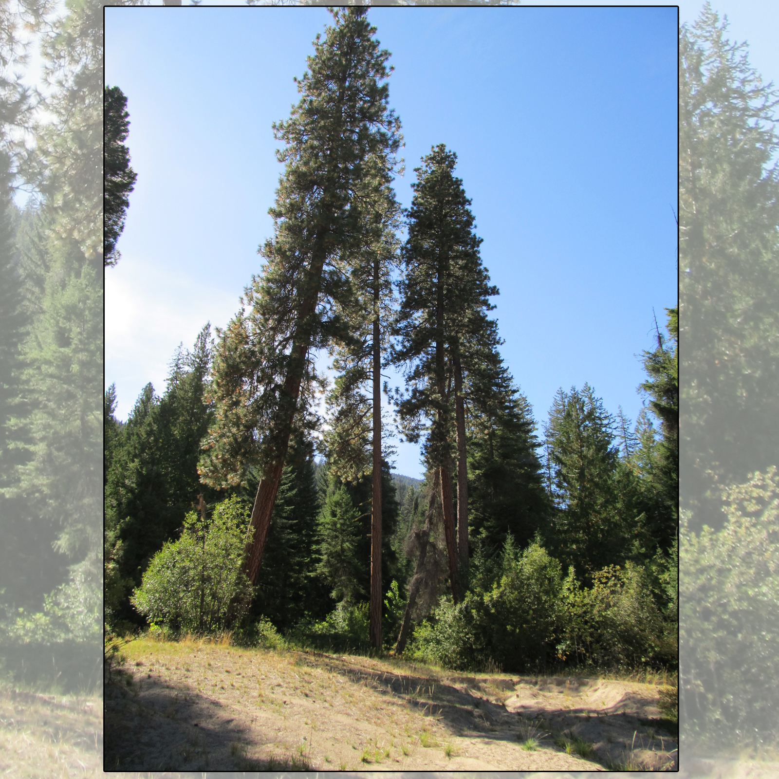 Cascades Campsites by N/A