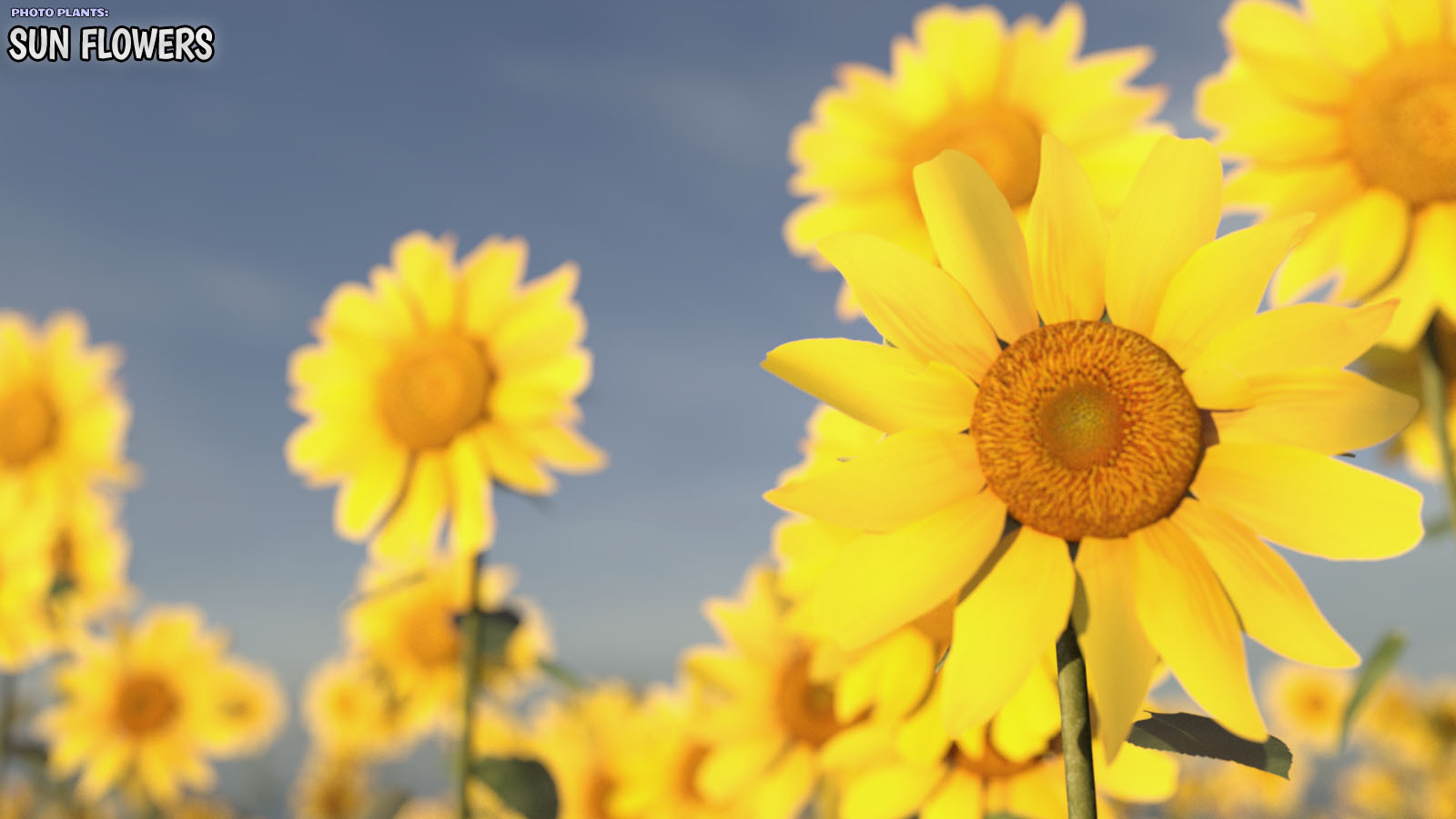 Photo Plants: Sun Flowers by N/A