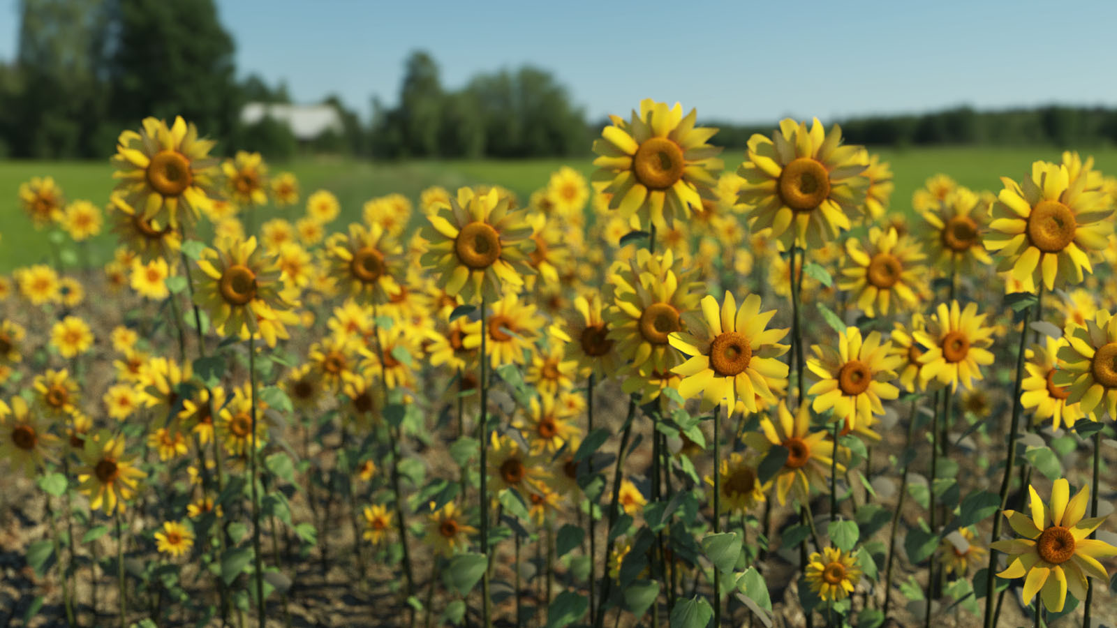 Photo Plants: Sun Flowers by N/A