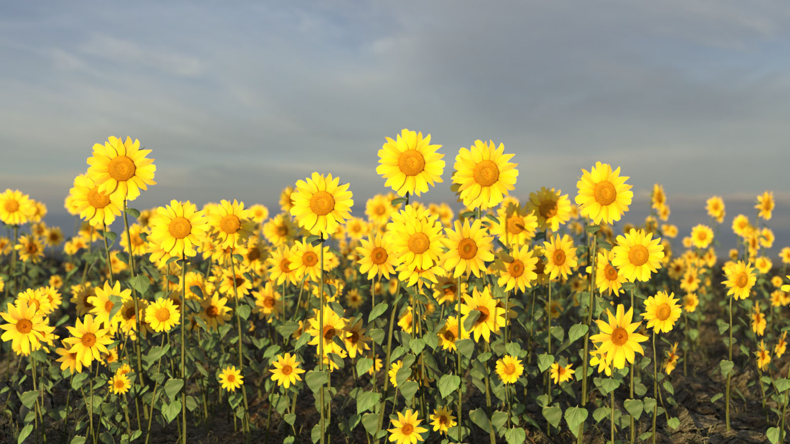 Photo Plants: Sun Flowers by N/A