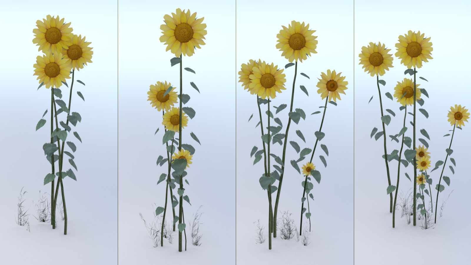 Photo Plants: Sun Flowers by N/A