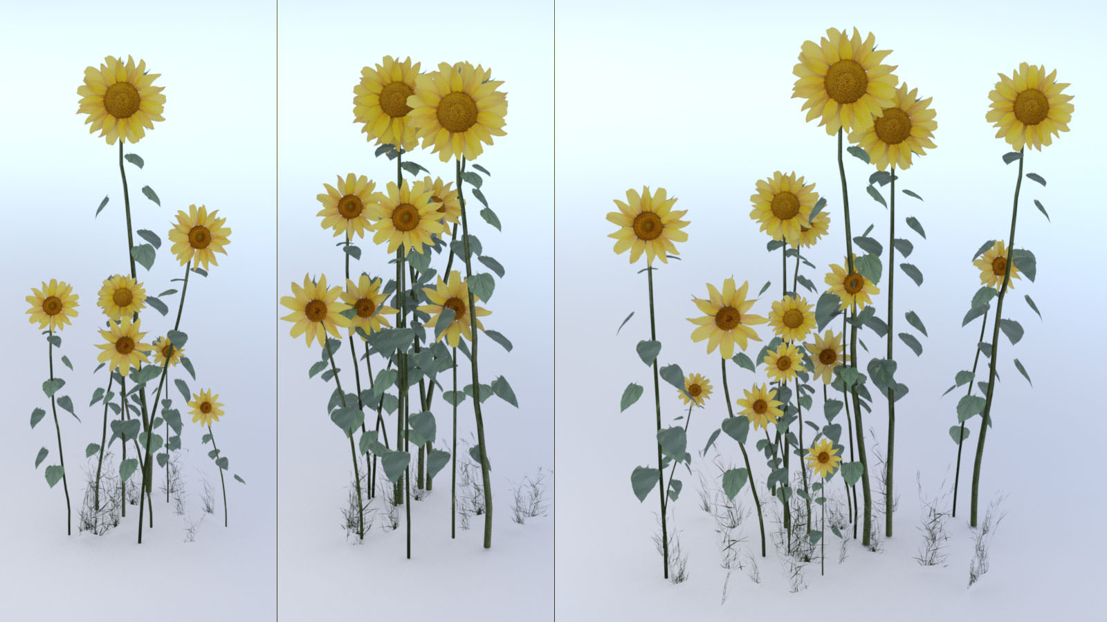 Photo Plants: Sun Flowers by N/A
