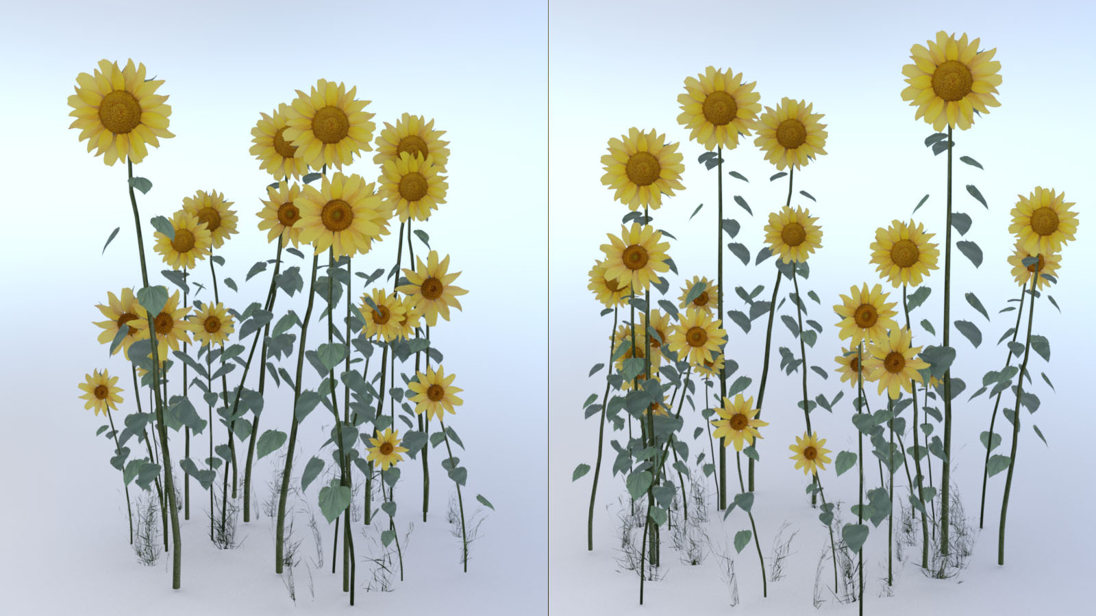 Photo Plants: Sun Flowers by N/A