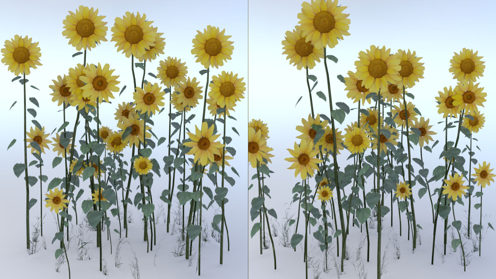 Photo Plants: Sun Flowers by N/A