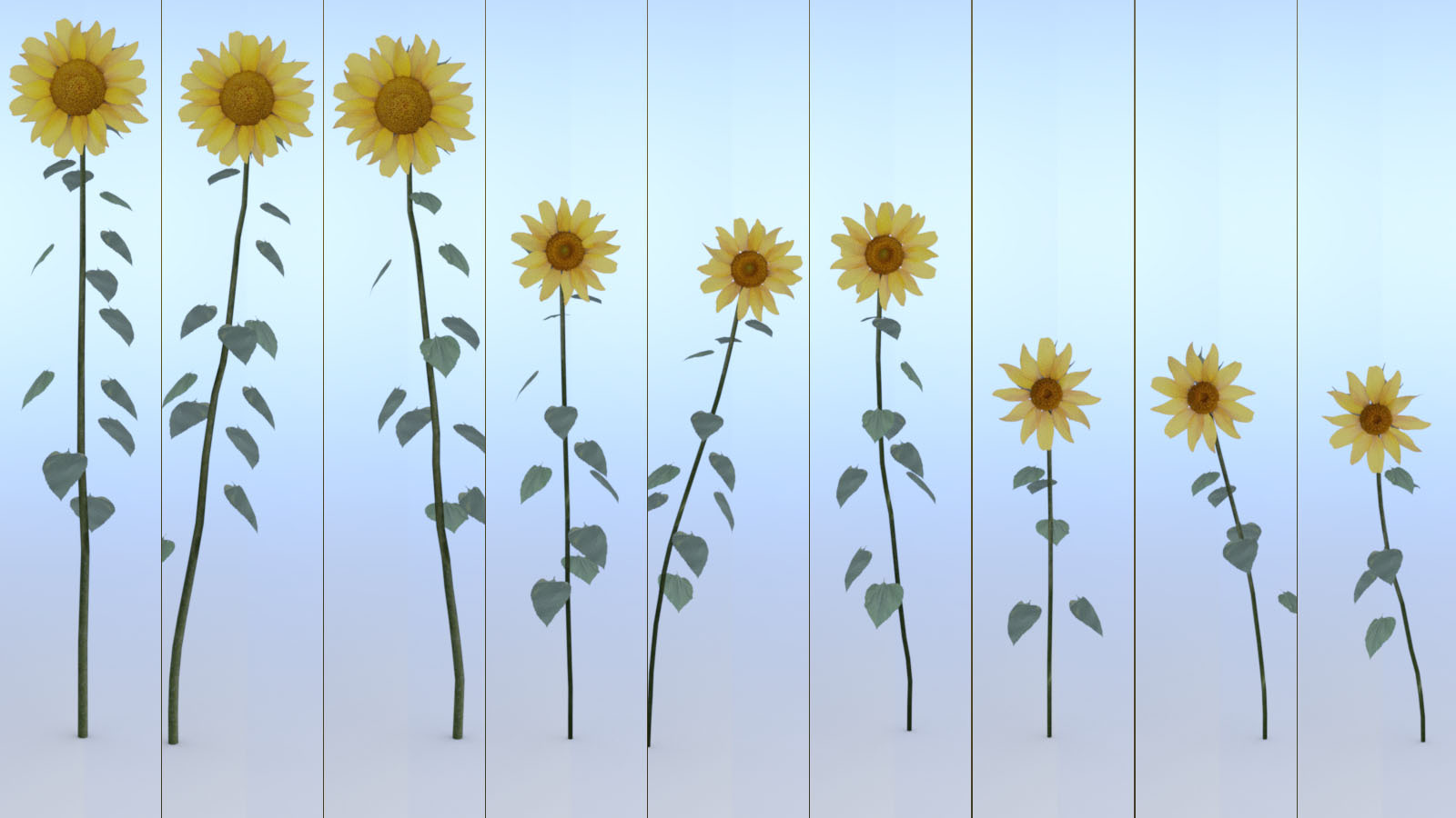 Photo Plants: Sun Flowers by N/A