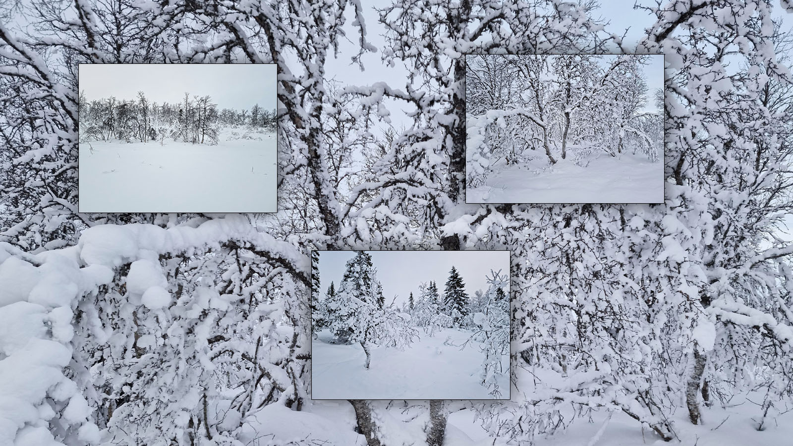 Photo Backgrounds: Deepest Winter by N/A