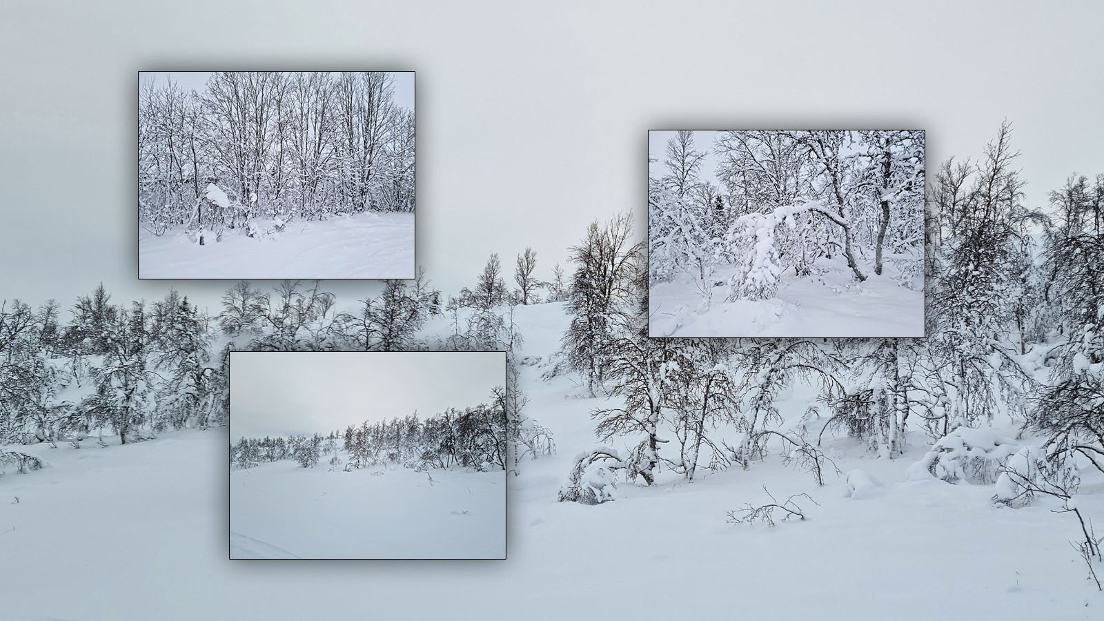 Photo Backgrounds: Deepest Winter by N/A