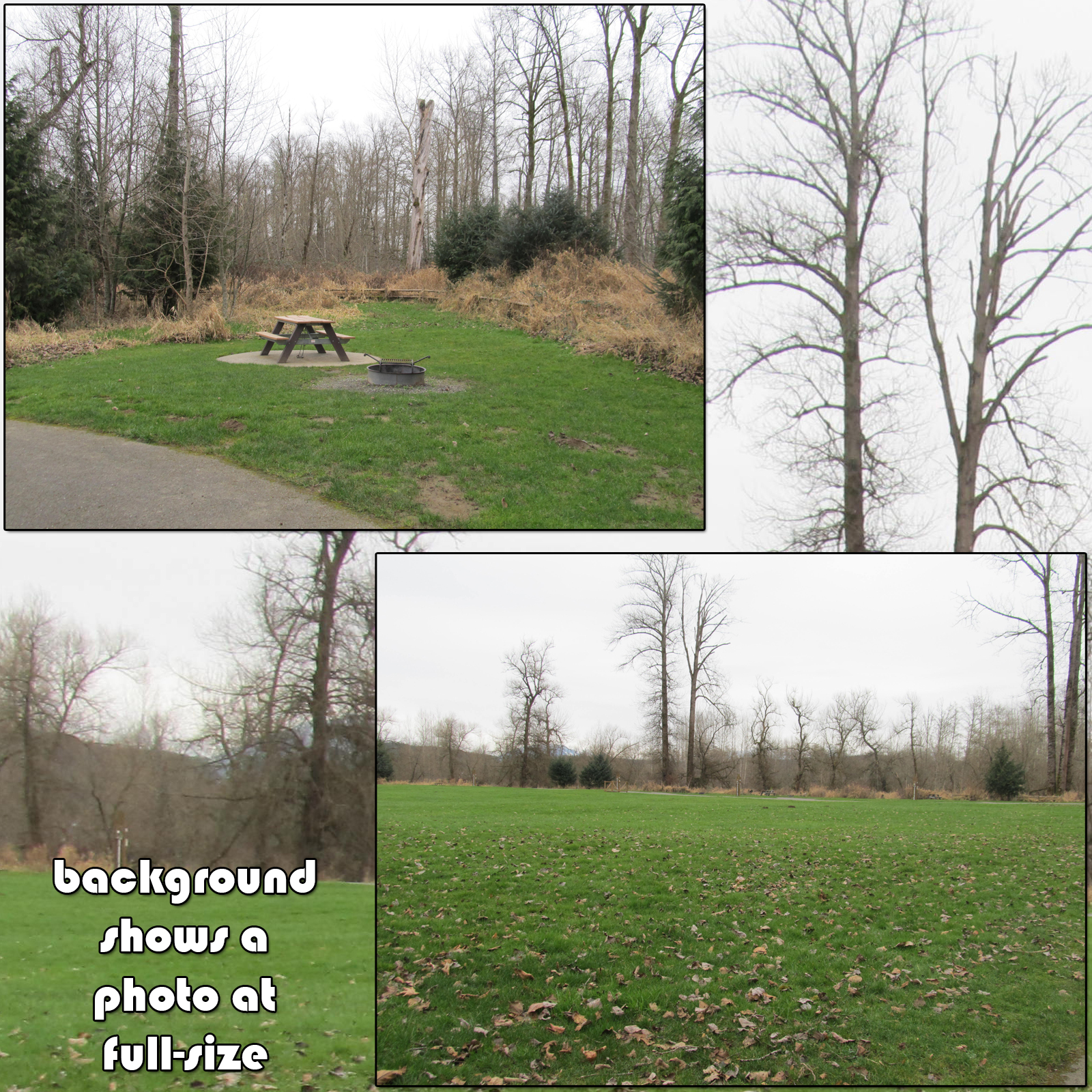 Campsites 4: Creepy Trees by N/A