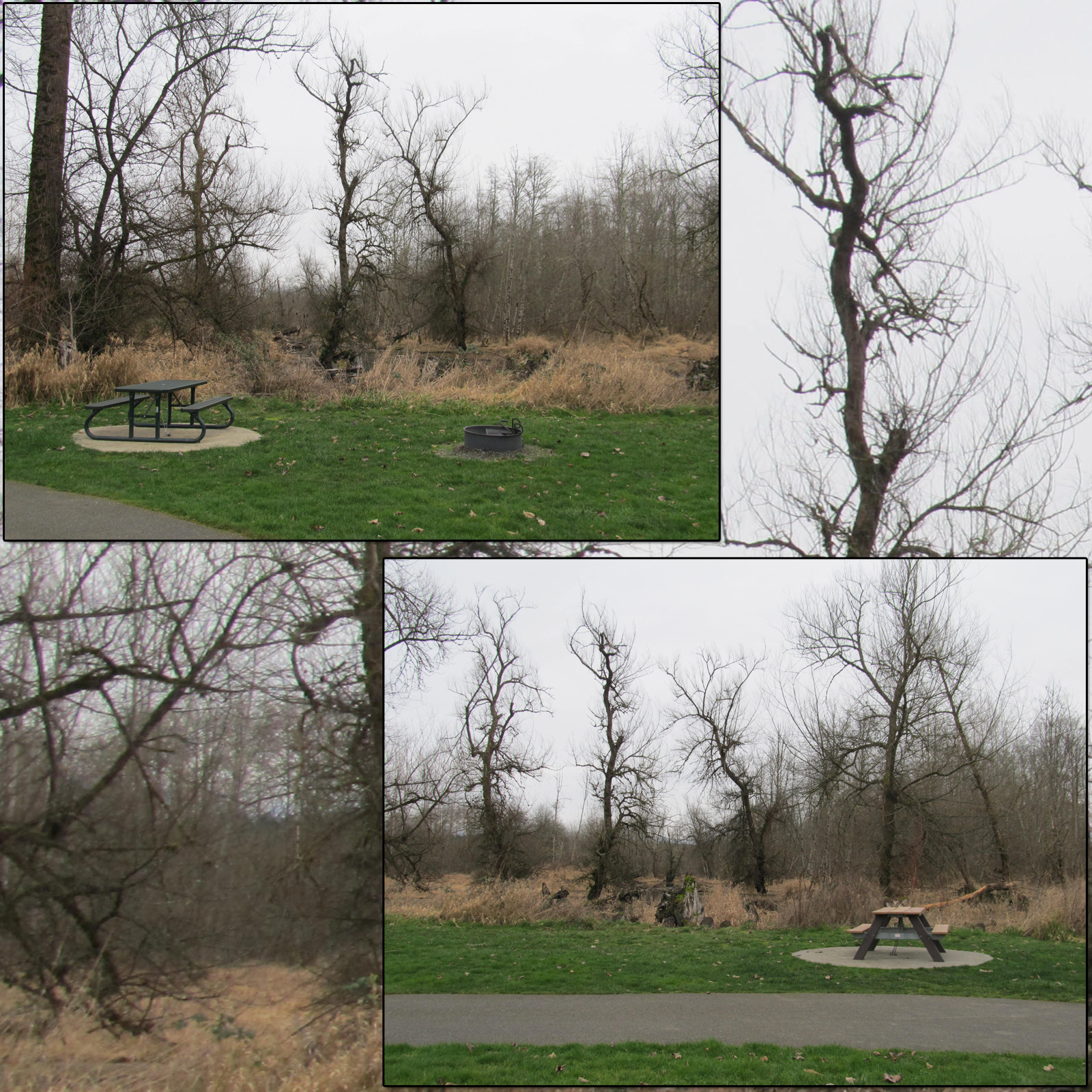 Campsites 4: Creepy Trees by N/A