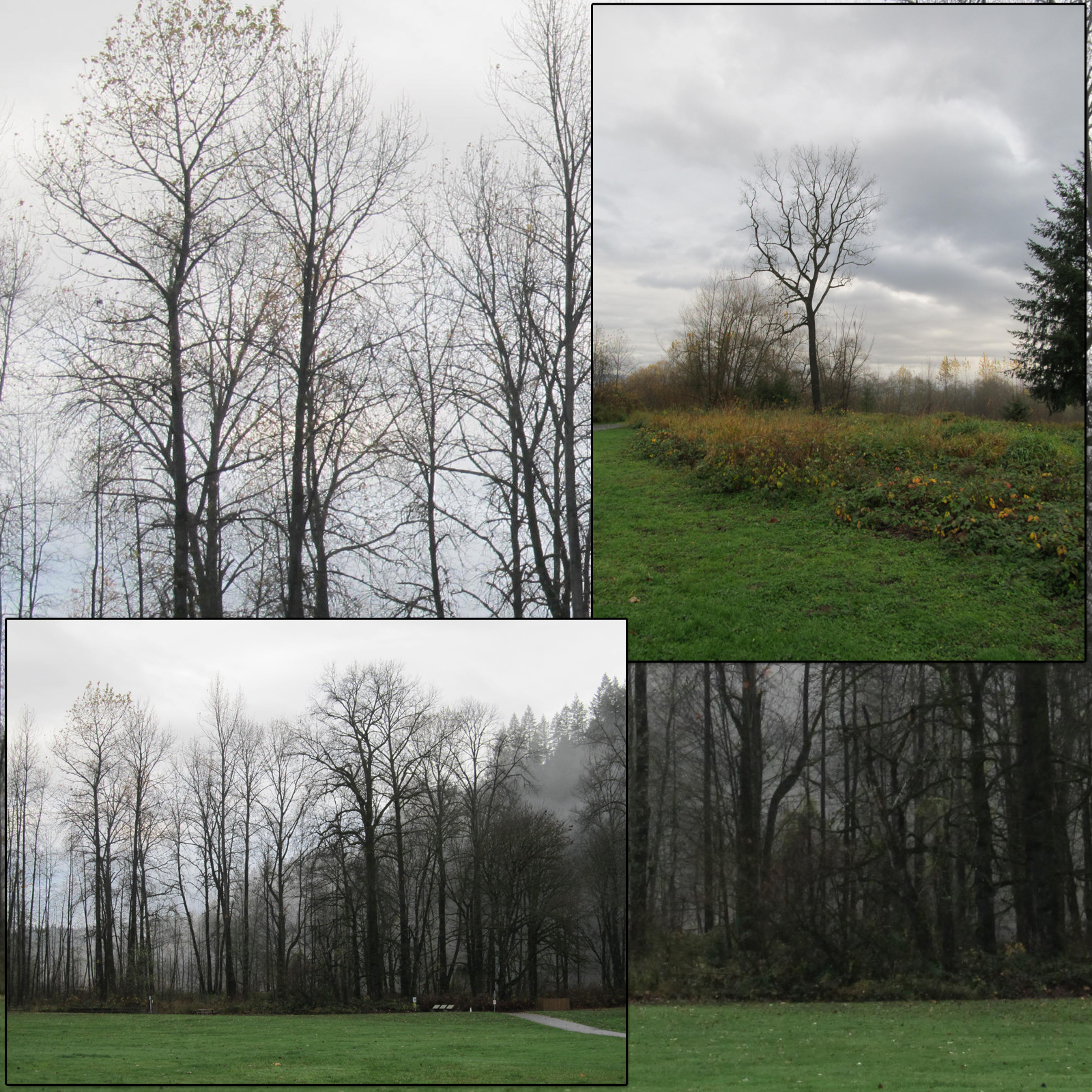 Campsites 4: Creepy Trees by N/A