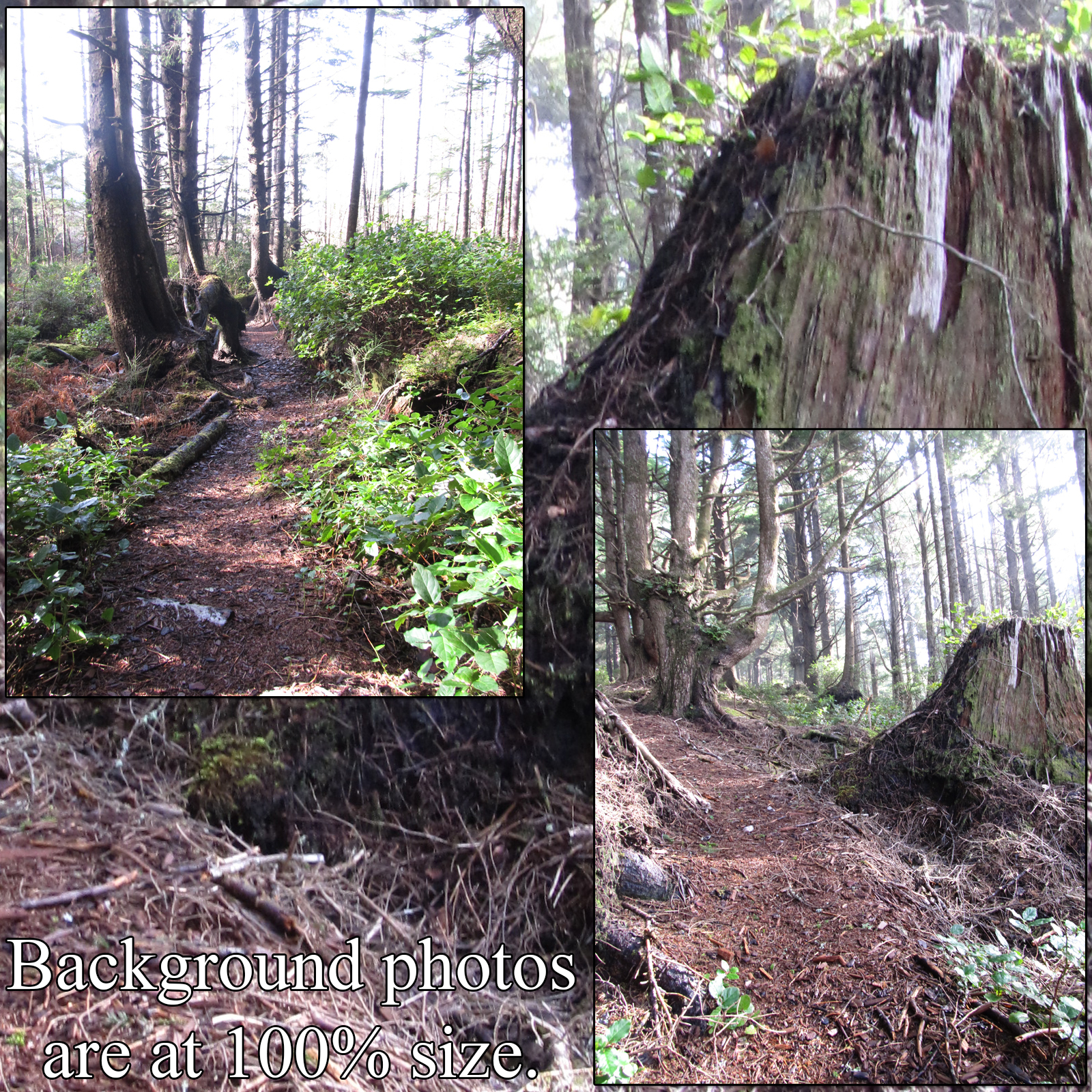 Wild Trails 2 by N/A