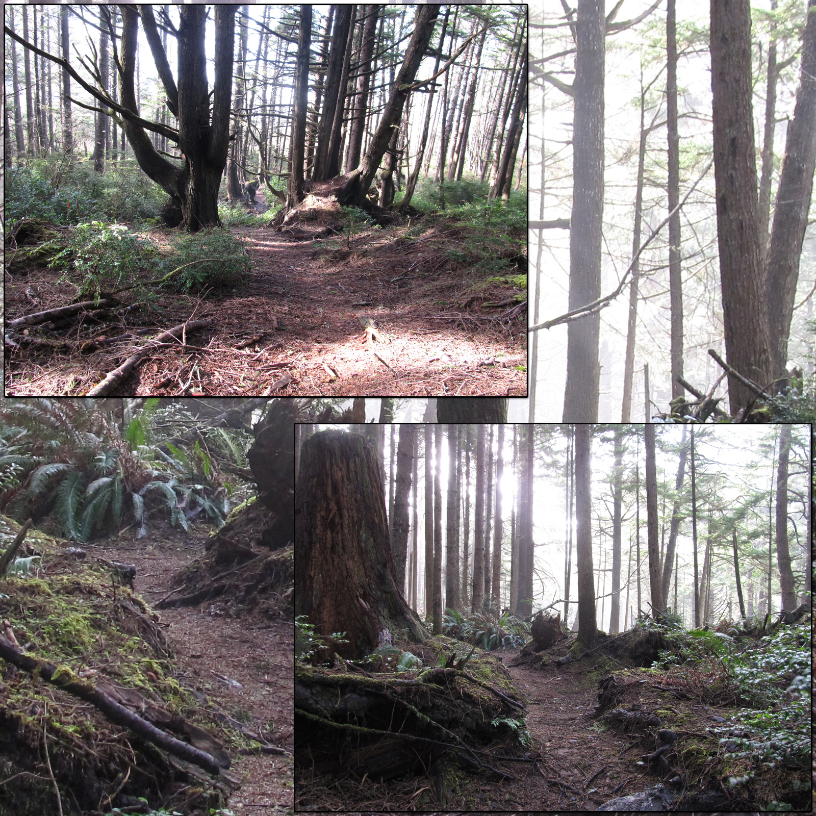 Wild Trails 2 by N/A