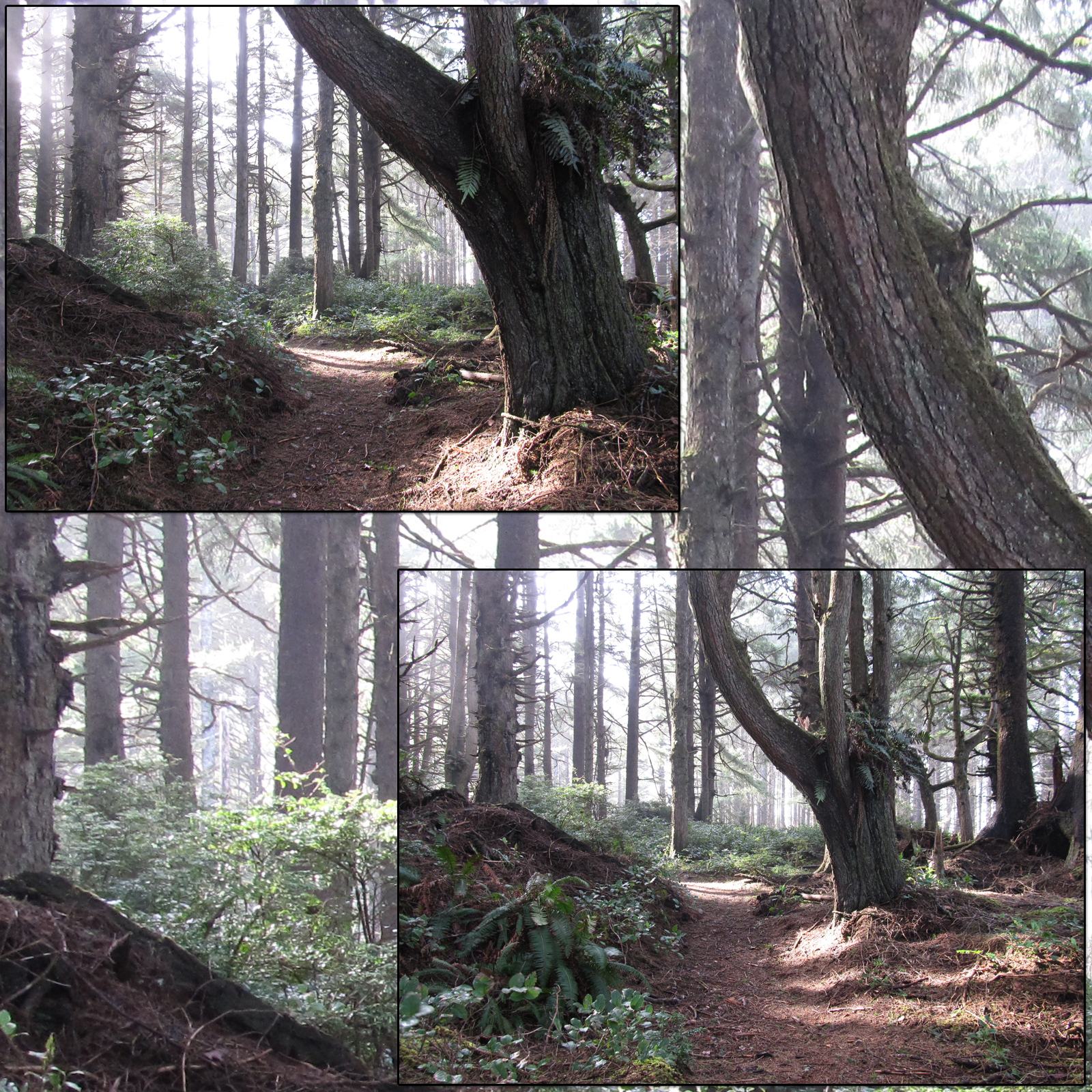 Wild Trails 2 by N/A