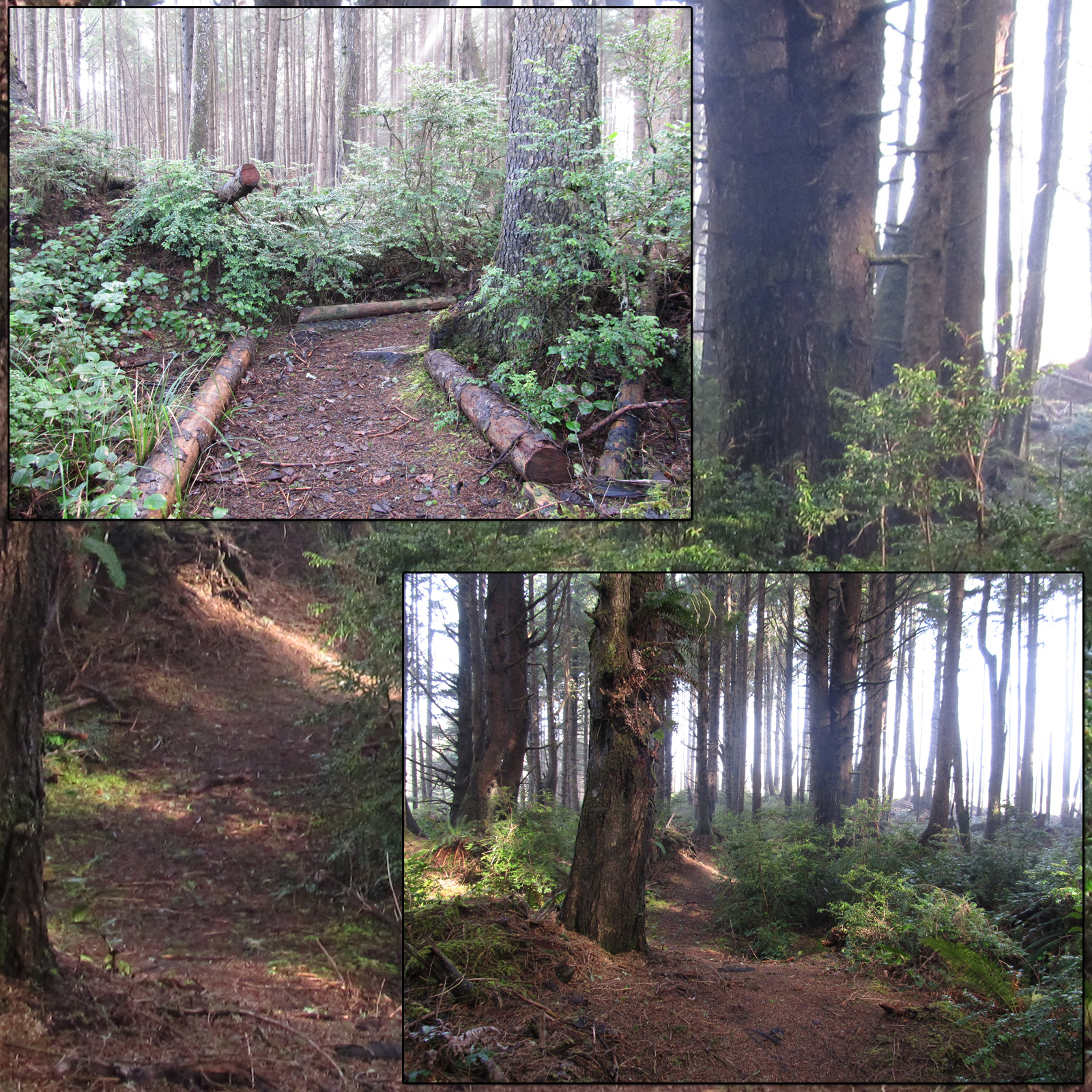 Wild Trails 2 by N/A