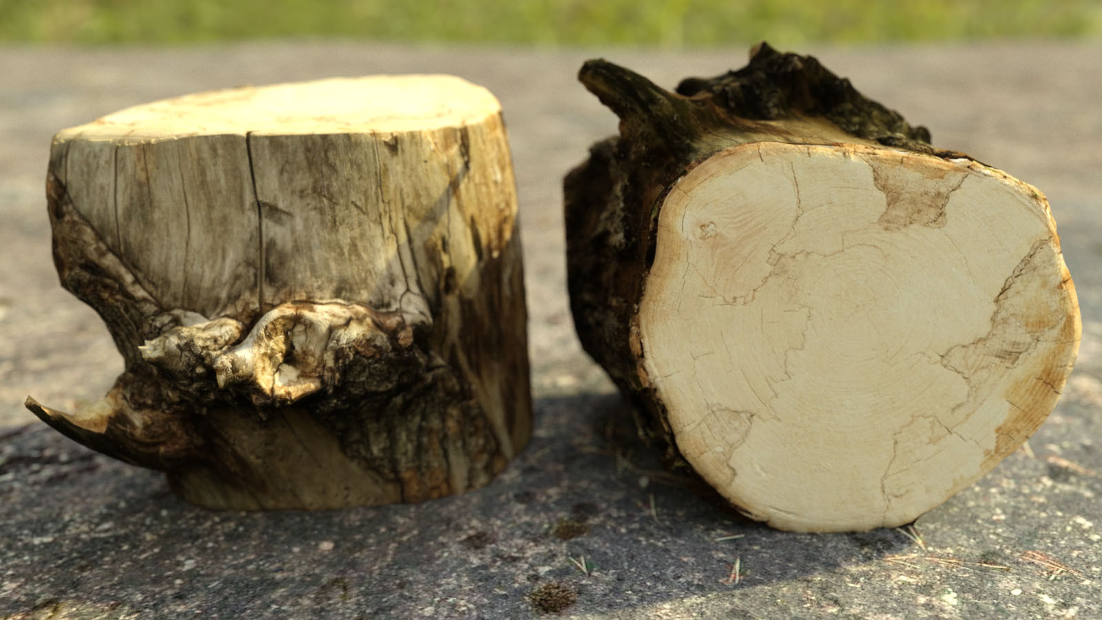 Photo Props: Chopped Stumps by N/A