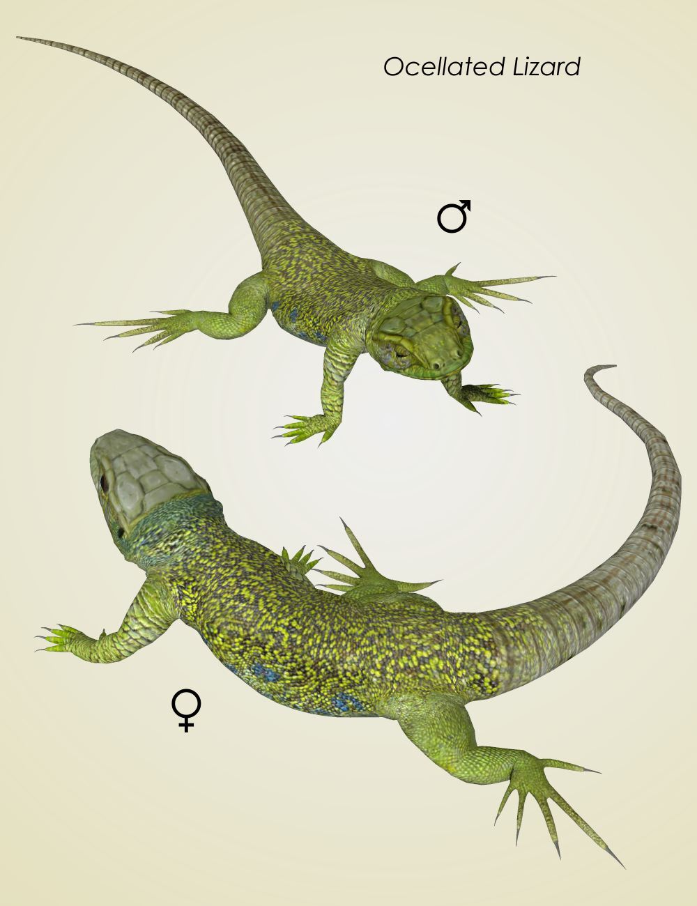 Nature's Wonders Lizards of the World Vol. 5 by N/A